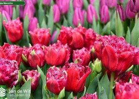 Tulipa Mascotte ® (3)